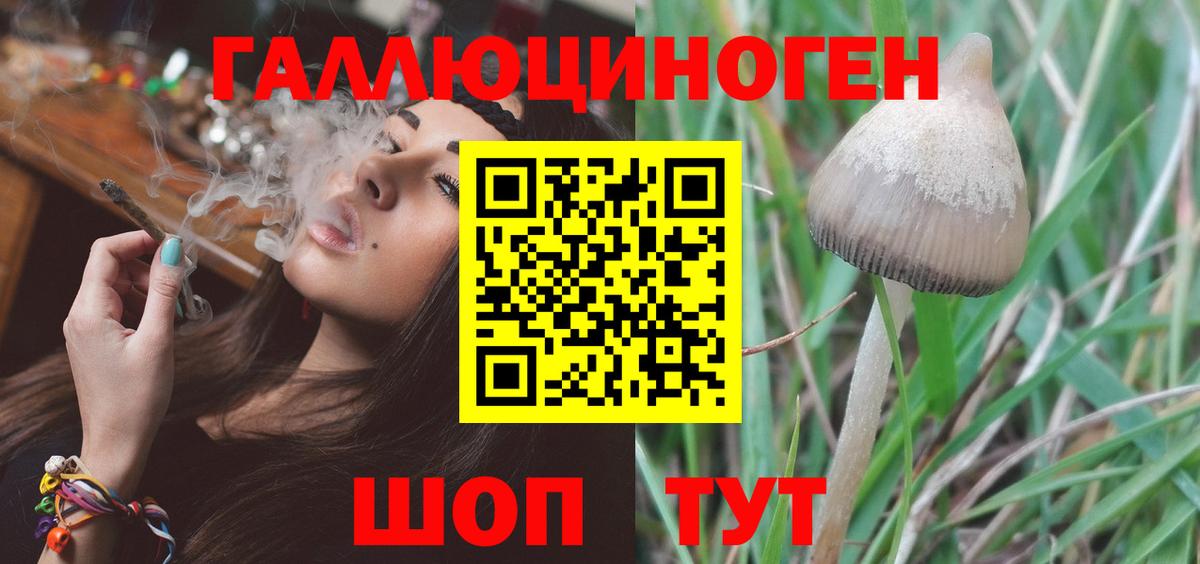 Галлюциногенные грибы Psilocybe Ливны